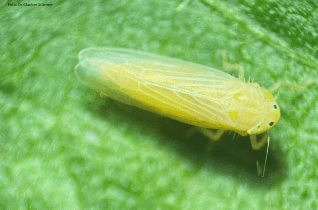 1c