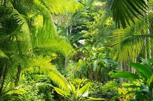 Ilhas-de-Floresta-Principal